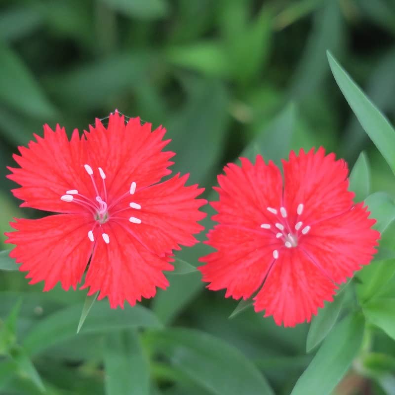 6x Clavel - Dianthus deltoides 'Splendens' - Olla de 9x9 cm - Cubierta de suelo rojo rosa