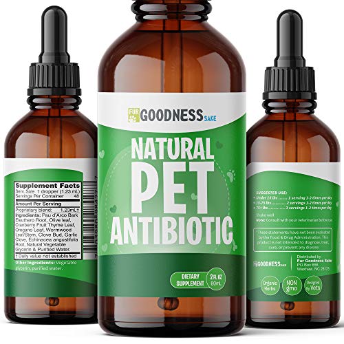 Top natural antibiotics for dogs for 2020