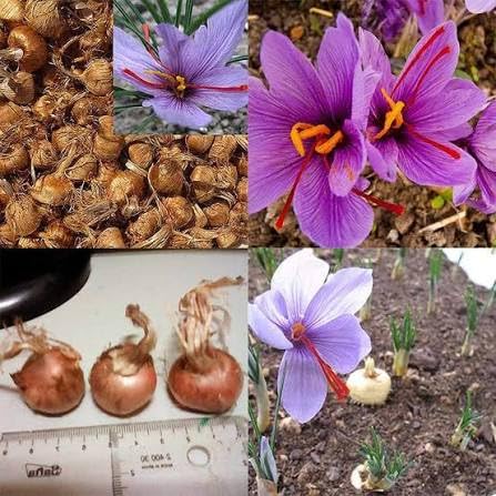 Premium Saffron/Kesher Bulbs(Crocus Sativus) for Planting||Healthy Dormant Flower Bulbs||Home Garden & Farm Cultivation(Pack of -10 Healthy Bulb)||Organic Saffron Bulbs||A-4-picture-10