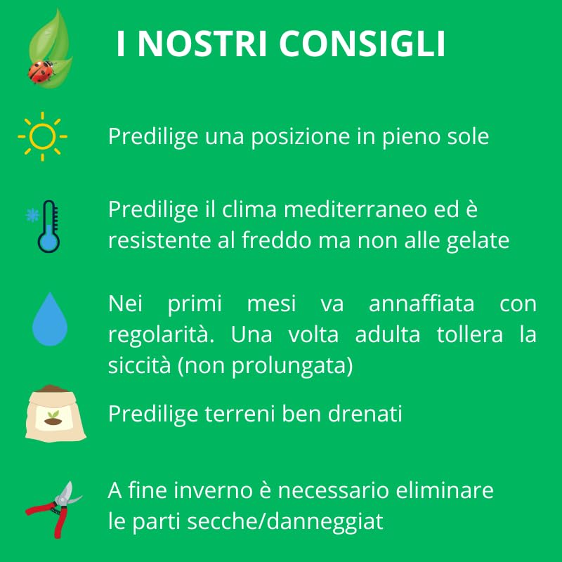 PIANTA DI RUTA SU VASO 14 IN CONFEZIONE DA 2 PEZZI