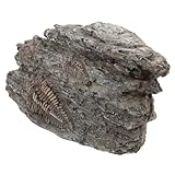 TOBBOMEY 三葉虫化装飾 樹脂製 古生物学的標 耐久性ある 素材 使用簡単な科学教育用 インテリア 造景に