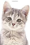  2020 Pocket Sized Planner: Super Cute Kitten Closeup Furbaby  One Full Year Cat Calendar  1 Yr  Pocket Purse Sized  Jan 1 - Dec 31  Weekly & ... One Year Pocket Schedule Organizer, Band 1)
