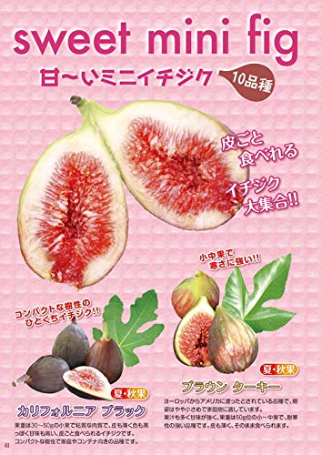 Amazon.co.jp: ミニイチジク イスラエル 9cmポット苗 : DIY・工具