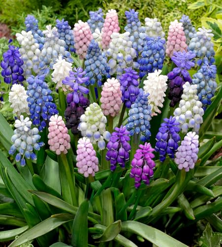 10 Grape Hyacinth Bulbs-muscari Armeniacum- Beautiful Spring Blooms, Mix Color Blue, Pure White, Azure Perennial Garden Flowers, Size 8/9 cm (10 Bulbs)