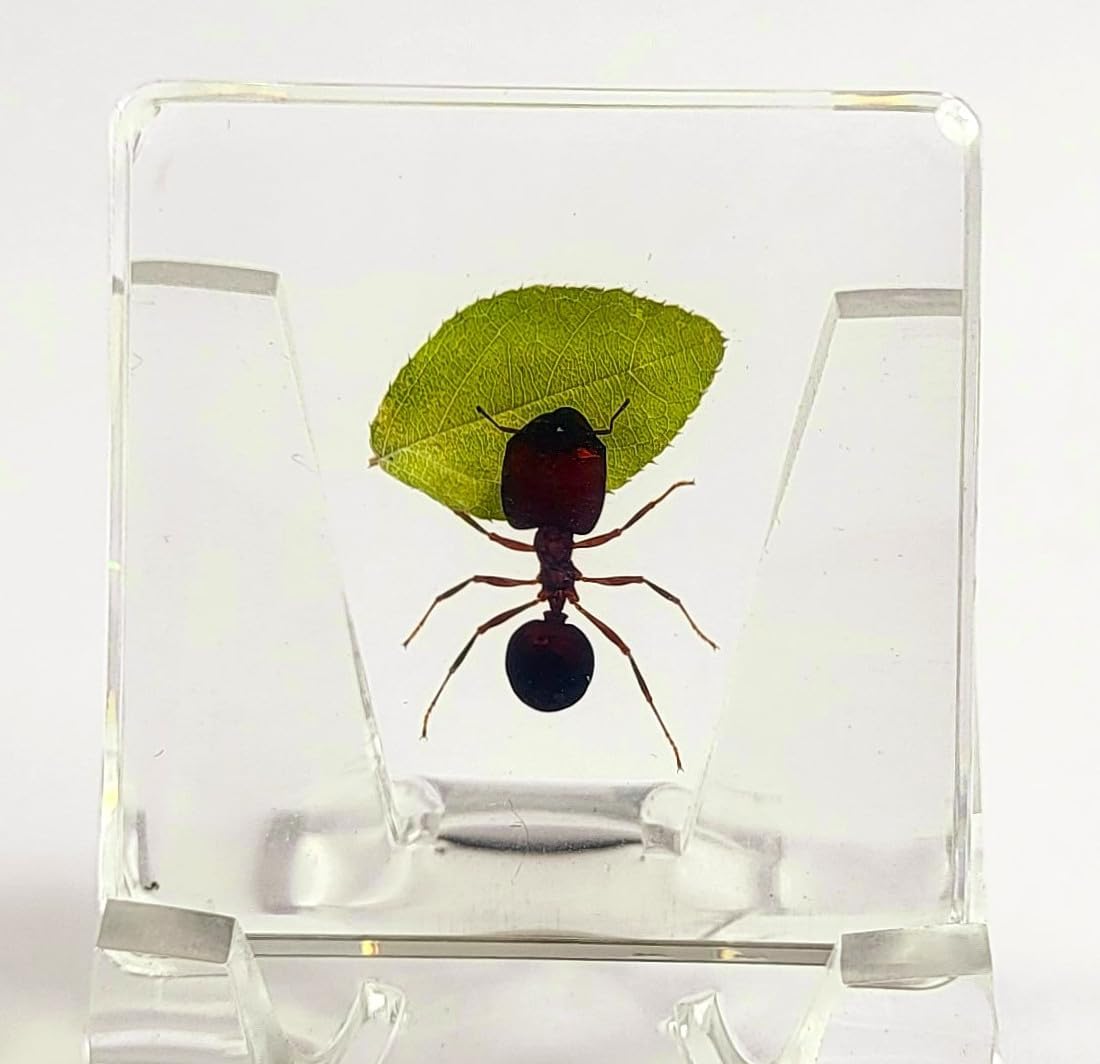 38mm Real Giant Ant w/Green Leaf in Small Crystal Clear Lucite Resin Decor Diorama Specimen Preserved Insect Taxidermy Crafts Collection for Biology Science Education Display