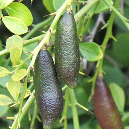 Fruit Seeds For Planting Perennial Australian Finger Lime Seeds 20 Pcs Non-Gmo Tropical Caviar Lime Seeds High Yield & Tasty Nutritious Fruits Plant Seeds #TOP3