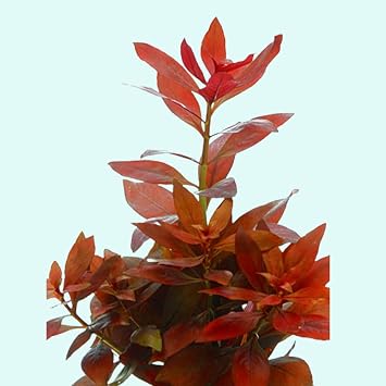 Ludwigia Repens (Rubin) - Freshwater - Medium Light