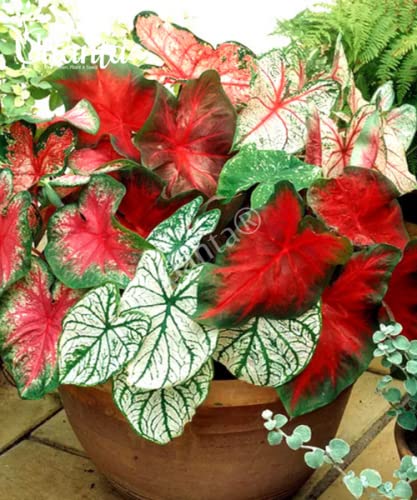 Image of Caladium Aaron Big Leaves Imported Bulbs 100% GERMINETION (Pack of 5 Bulbs) (Udanta) (Caladium Moonlight)