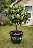 Breadfruit Tree (Artocarpus camansi) – Live Tropical Fruit Tree – USDA Certified