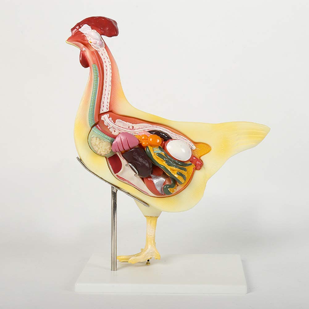 Sjdopulse Hen Animal Anatomy Frog Fish Rabbit Anatomical Model, Biological Research Education Quality Assurance,Rabbit (Hen)