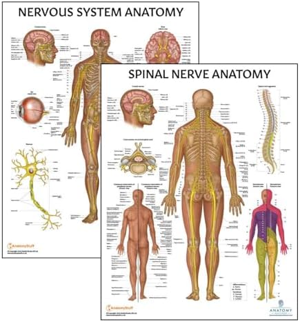 2 PACK Nervous and Spinal Nerves Anatomy Poster Set, LAMINATED, Anatomy ...