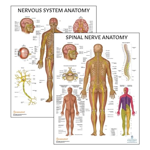 Image of 2 PACK Nervous and Spinal Nerves Anatomy Poster Set, LAMINATED, Anatomy and Physiology Poster, 17.3 x 22.5 Inches, Nervous System Diagram, Human Anatomical Chart, Body Poster | 2 PACK LAMINATED 17.3 x 22.5 Inches, Nervous System Diagram, Human Anatomical Chart