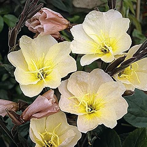 Thompson & Morgan Lemon Sunset Evening Primrose Cover