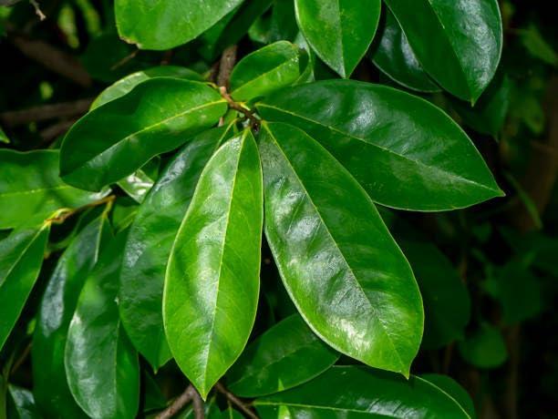 soursop leaves fresh (50pieces) (B0CC4ZMNHS) Amazon Price History, Amazon Price Tracker