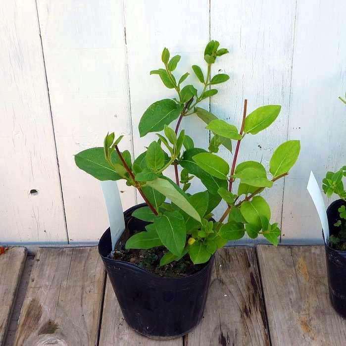 Amazon.co.jp: スイカズラ 苗 4号 香りの花 ハニーサックル