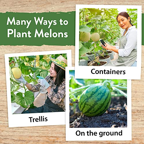 5 Melon Fruit Seeds Variety Pack - Watermelon Seeds, Melon Seeds, Cantaloupe, Sugar Baby Watermelon, Honeydew Fruit Seeds For Planting Home Garden - Non Gmo Heirloom Seeds For Planting Outdoors #TOP6