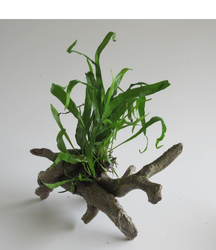 florari Urwaldbaum mit Microsorium pteropus - Javafarn auf Deko-Wurzel