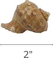 Vista 5 de Needzo Conchas de cangrejo ermitaño para crecimiento natural, conchas marinas grandes, paquete de 2 turbo, 2 pulgadas