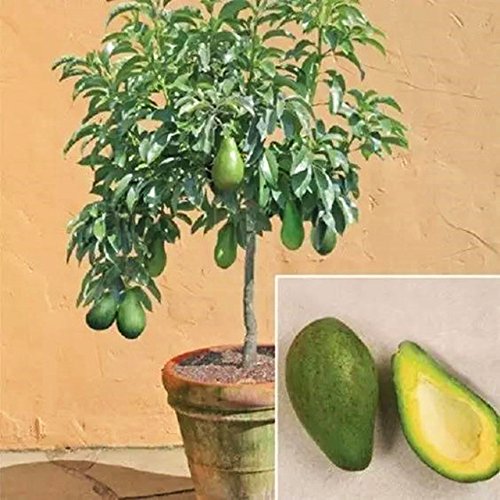 Semillas de aguacate de ChinaMarket Fruta verde Muy deliciosa Semilla de pera Persea americana Mill