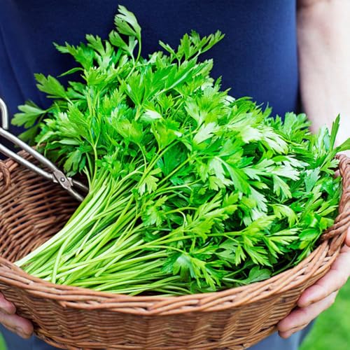 semillas de perejil orgánico - interior purificadoras aire jardín perenne resistente 300pcs