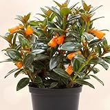 Orange Goldfish Plant – Compact 2-Inch Pot Starter – Indoor Trailing Houseplant with Bright Orange “Goldfish” Blooms – Easy-Care Plant for Desks, Windowsills, and Gift Giving