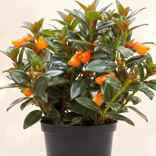 Orange Goldfish Plant – Compact 2-Inch Pot Starter – Indoor Trailing Houseplant with Bright Orange “Goldfish” Blooms – Easy-Care Plant for Desks, Windowsills, and Gift Giving