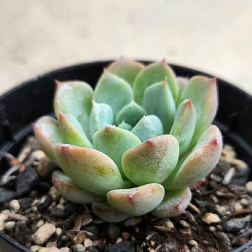 EFf 7.5cm|bg A GPxA Echeveria Y  ϗtA CeAO[ 񂹐A ke 1{ 1