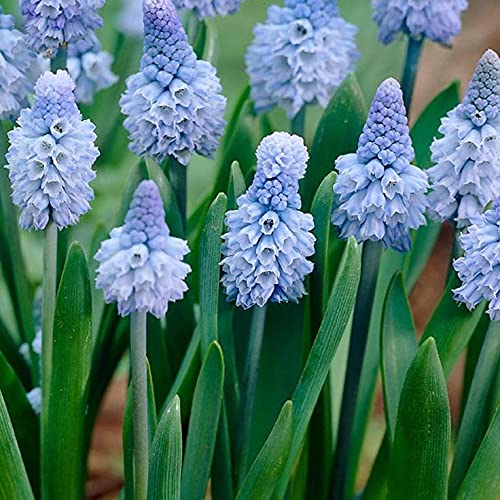 Siddhi Vinayak Gallery® Grape Hyacinth Night Eyes |Musckari | Muscari Flower Bulbs For Outdoor & indoor Gardening | Pack Of 2 Blue Aromatic Flower Bulbs