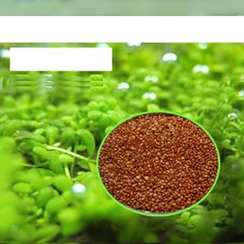 ［確認用］水生植物　苗 Amazon.co.jp: アクアリュム用品 水草シード 10gセット 水槽飾り
