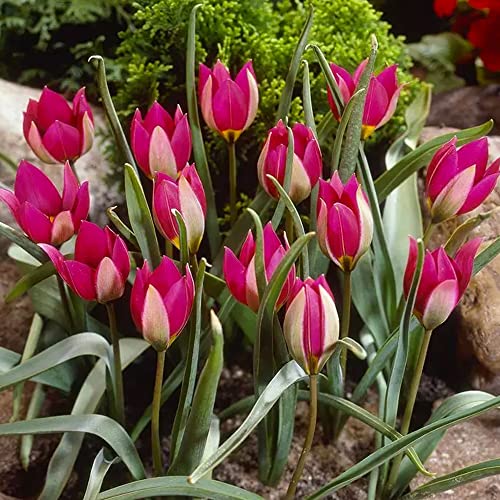 10 x Tulipa Miscellaneous Humilis Persian Pearl â€“ Spring Flowering Bulbs â€“ Pink Blooms â€“ Adds Colour to Your Spring Landscape â€“ Perennials â€“ for Your Beautiful Garden