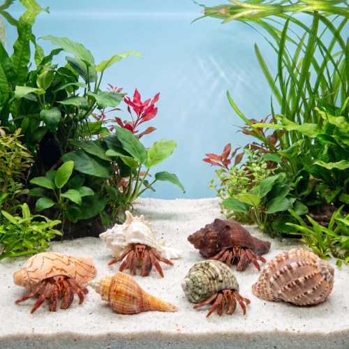 Image of 6PCS Hermit Crab Shells Large | Assorted Sea Conch 2 inch - 3.9 inch, Opening Size 1.5 inch - 2.5 inch | Natural Hermit Crab Growth Turbo Seashells Small Medium Large Hermit Crab Accessories Supplies