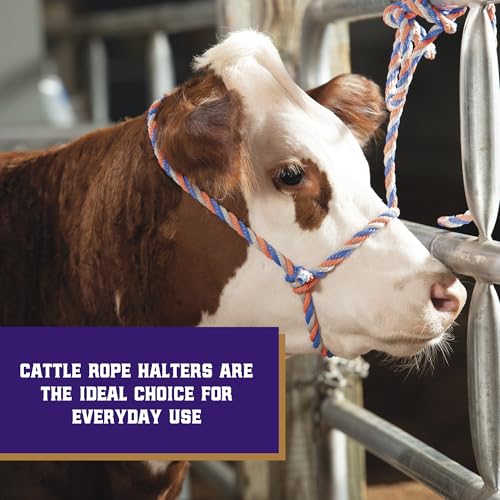 Weaver Livestock Braided Poly Rope Cattle Halter, Adjustable, Modern Style Cow Calf Halter, Livestock Handling Equipment for Showing, Blue/Coral/Gray
