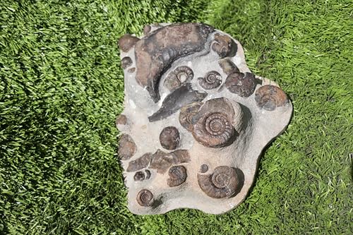 Image of Natural Platyclymenia & Gonitites & Orthoceras Plate ammonites Fossil Moroccan Fossil A102