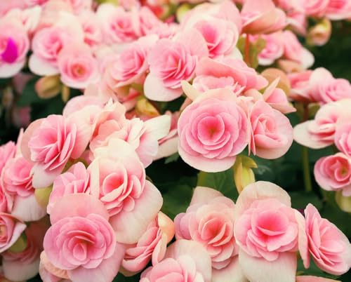 Pink Delight Begonia Bulbs for Growing - Do Well Indoors or Outdoors as an Annual - Stunning Pink Begonia Flower Bulbs (3 Bulbs)