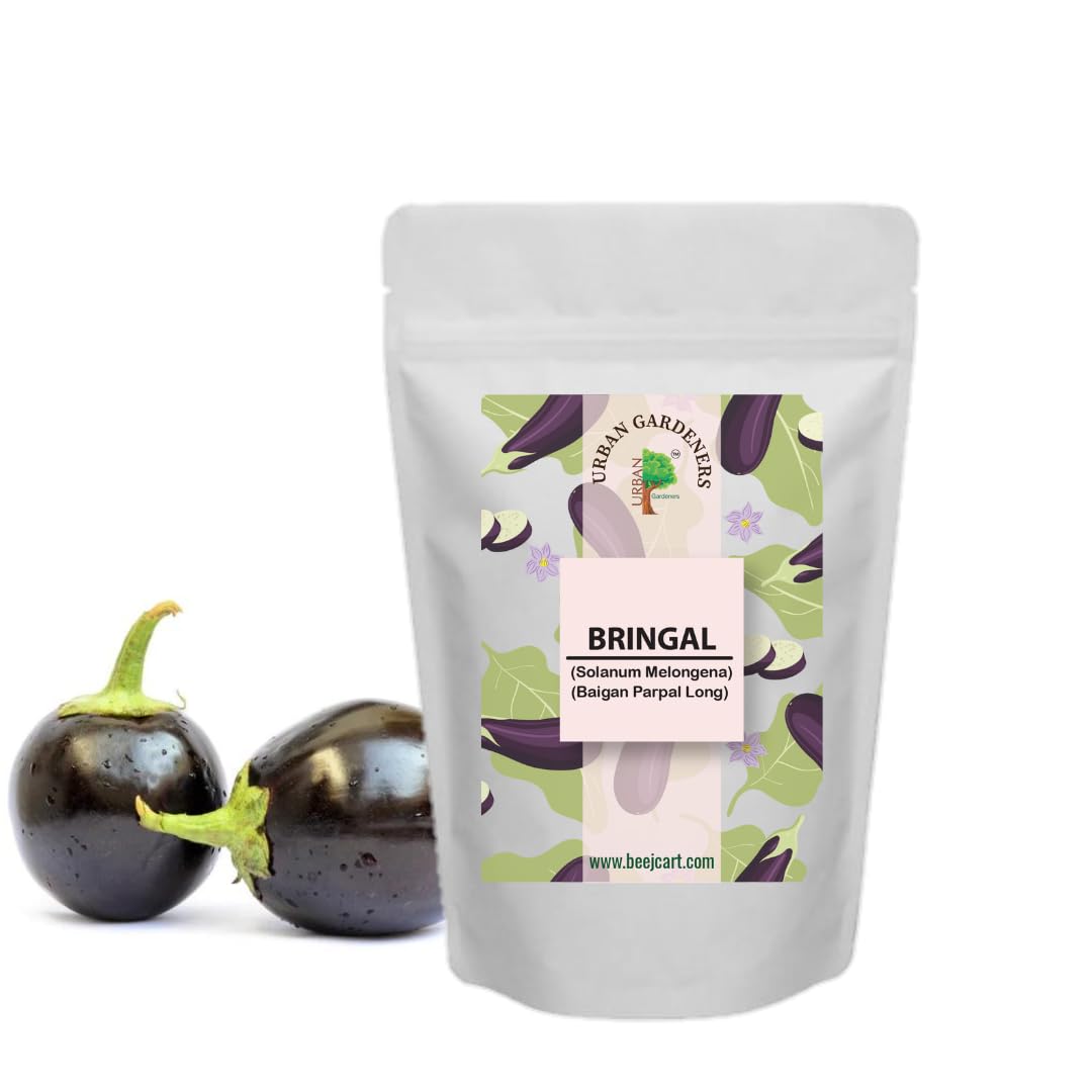 Brinjal Seeds Black Hybrid (Black Baingan/eggplant/????? ????? ?? ???) Seeds 100 Seeds Organic Seeds Non-GMO Quick Growth (B0CKBJNR3J) Amazon Price History, Amazon Price Tracker