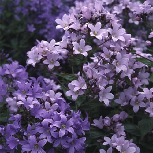 Plant World Seeds - Campanula Lactiflora 'Prichard's Variety' Seeds (Perennial Flower Seeds)