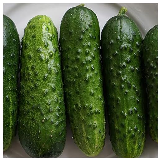 Best way to grow cucumbers in a greenhouse umbrella Pioneer F1 Hybrid Cucumber Seeds (1 lb)