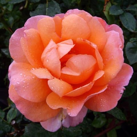 Rose Eileen - pre Order Ideal Birthday, Personalised Plant & Flower Gifts Mum,Mom,Women,Grandma,Granny,Gran,Her Cover