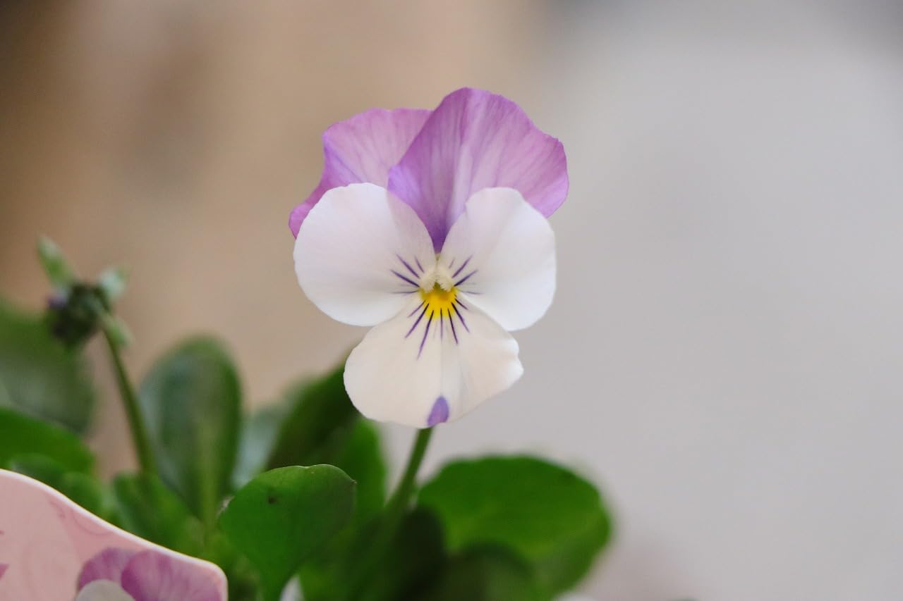 Amazon.co.jp: ビオラ ピンクウィング 3.5号ポット苗 3株セット 寄せ