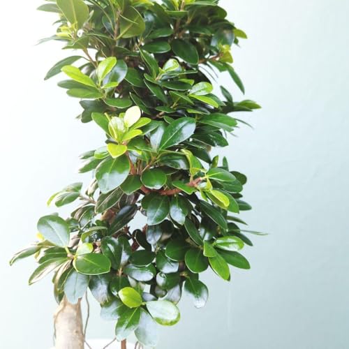 観葉植物 ガジュマル 昇り竜」の人気商品一覧 | 安い商品を通販サイト