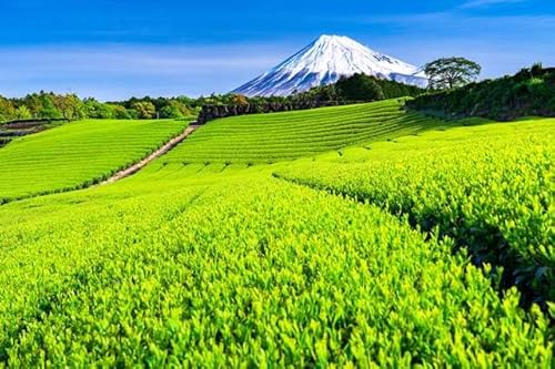 �y���{�̕��i�|�X�g�J�[�h�z�É����x�m�R�ƒ����n�K�L �t�H�g�J�[�h ���y�Y photo by matya1234's