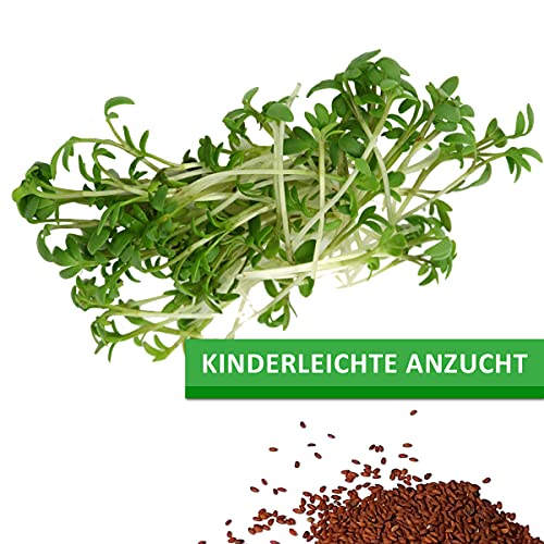 1 kg frische Kresse Samen - Gartenkresse - Microgreens für die Küche im Vorratspack - Image 7