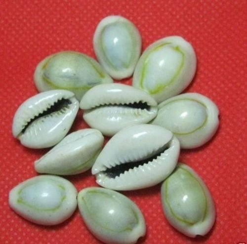 Natural Kawdi/Kaudi/Kowdi/Cowrie/Koudi Shells - Set of 11