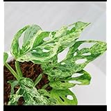 マドカズラ モンステラ アダンソニー ミント 3