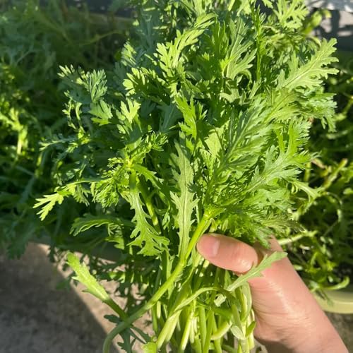 semillas de crisantemo comestibles, antiguas variedades de semillas de hortalizas Semillas de crisantemo coronarium, cobertura del suelo, perenne resistente Comprar plantas de 1000pcs