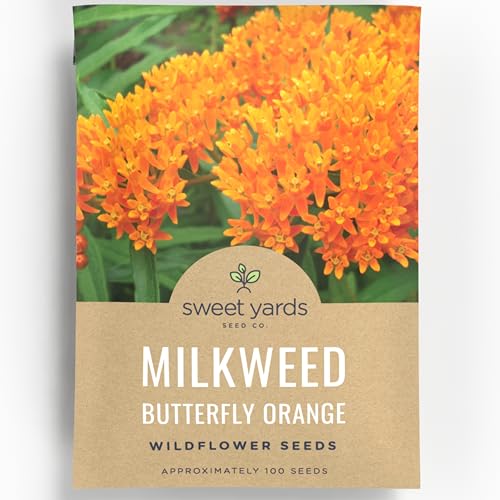 Butterfly Orange Milkweed - Large 600mg Envelope - 100 Flower Seeds for Planting - Asclepias tuberosa