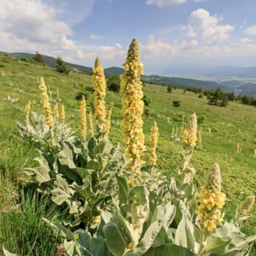 1600+ Mullein Seeds for Planting (Verbascum Thapsus) - Mullein Herb Heirloom Seed Non-GMO Great Mullein Seeds Ideal for Outdoor Garden