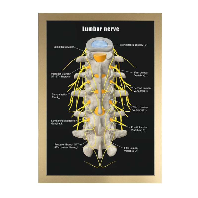 Image of Taanfu Body Educational Learning Anatomy Posters ，Lumbar nerve Art Lumbar Villi Anatomy Art Poster Digestive System Organs Illustration Small Intestine Physiology Anatomy Wall Art Villi
