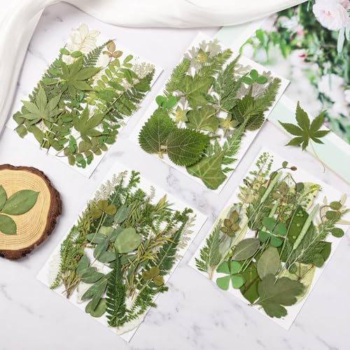 95 Piezas Hojas Secas Naturales para Manualidades DIY miniatura 3