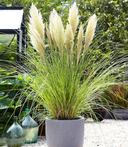 BALDUR Garten 1x Weißes Pampasgras, Pflanze im 9x9 cm-Topf, Cortaderia selloana, Ziergras, winterharte Staude, mehrjährig, pflegeleicht, Wasserbedarf gering, blühend ab 1. Standjahr